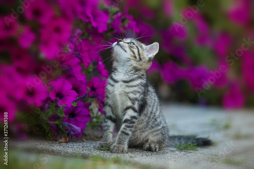Kitten between petunia flowers