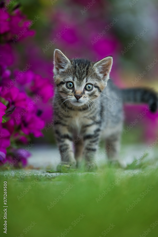 Kitten between petunia flowers