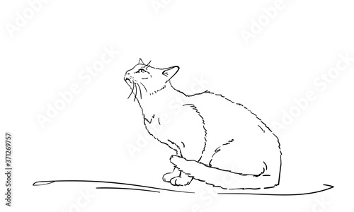 Drawing of white cat sitting and looking up, side view. Hand drawn illustration Vector sketch