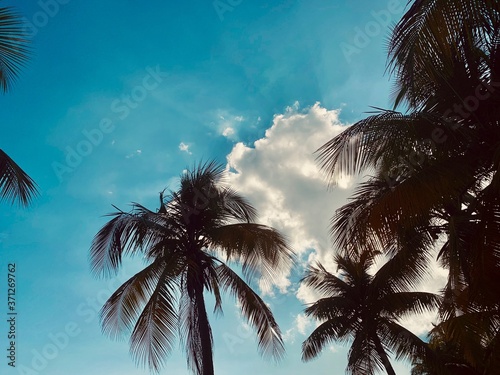 palms from beneath