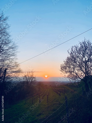 vine romantics