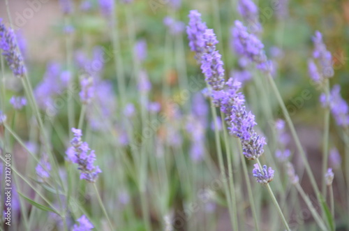 Lavender bushes closeup on sunset. Sunset gleam over purple flowers of lavender. Bushes on the center of picture and sun light on the left. Provence region of france.