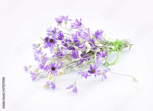 A bouquet of Xeranthemum annuum flowers, isolated on white, also known as the annual everlasting or immortelle, is a symbol of eternity and immortality. photo