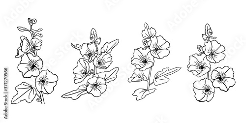 Set of hand drawn mallow flowers in line style photo