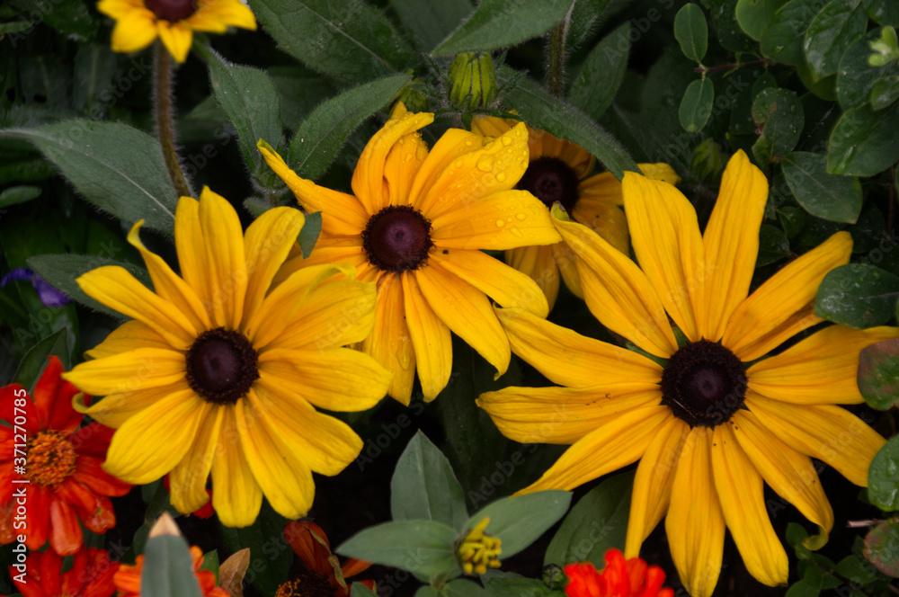 Black-Eyed Susans in Bloom Black-Eyed Susans in Bloom