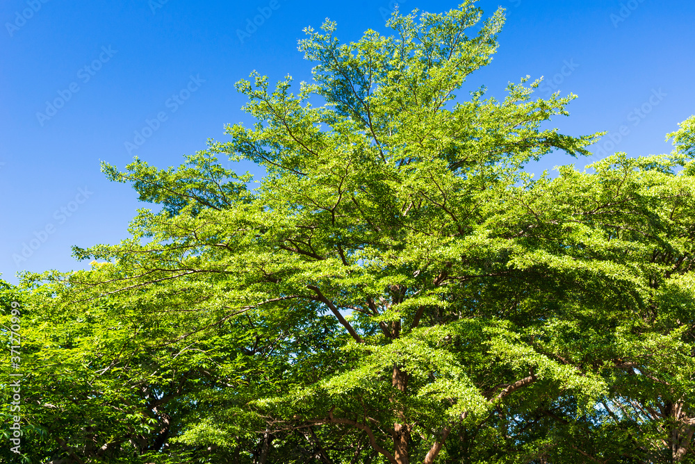 Fototapeta premium Lush green trees with blue sky background
