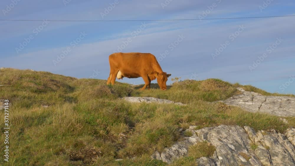 A Brown Cow Grazing On The Green Grass In The Rocky Field In Connemara, Ireland - wide shot A Brown Cow Grazing On The Green Grass In The Rocky Field In Connemara, Ireland - wide shot