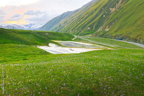 Purple wILD FLOWERS and green nature landscape during the sunset in Kazbegi. Georgia photo