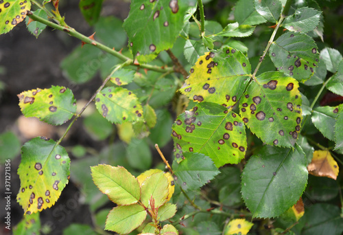 A close up on a fungal rose disease black spot with infected yellow and green leaves which weakens the rose bush, and needs treatment.