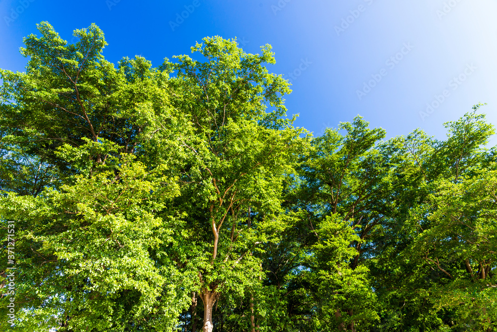 Fototapeta premium Lush green trees with blue sky as background