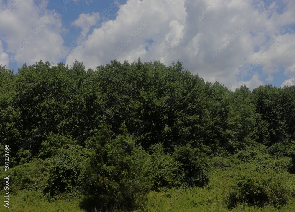 trees, sky