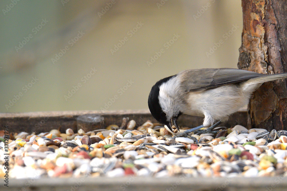 Fototapeta premium Portrait of Marsh tit on a feeder rack full of seeds in the garden