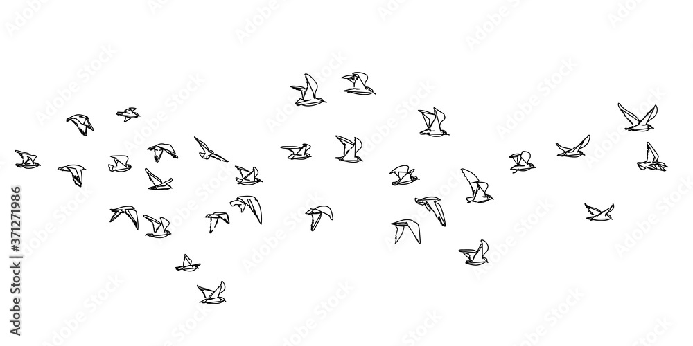 Flocks of flying birds isolated, Abstract line drawing on white background. Vector geometric sketch illustration Flocks of flying birds isolated, Abstract line drawing on white background. Vector geometric sketch illustration