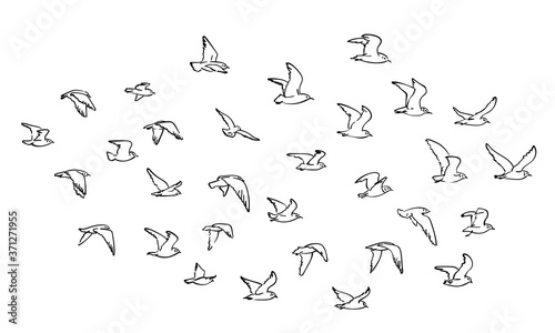 Flocks of flying birds isolated on white background. Vector sketch hand drawn illustration