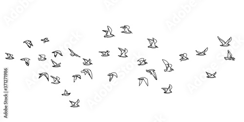 Flocks of flying birds isolated  Abstract line drawing on white background. Vector geometric sketch illustration