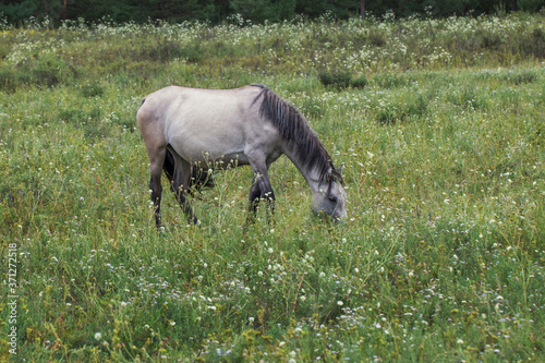 A young gray horse is eating grass on a field with white flowers. Photo of wildlife in summer.