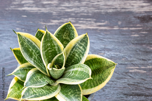 Green-Yellow snake plant and wood background