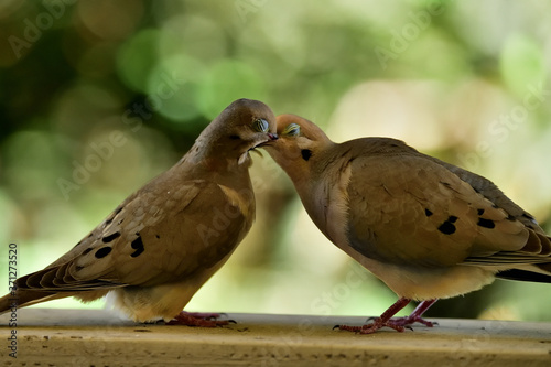 Romantic moments of Mourning Doves.