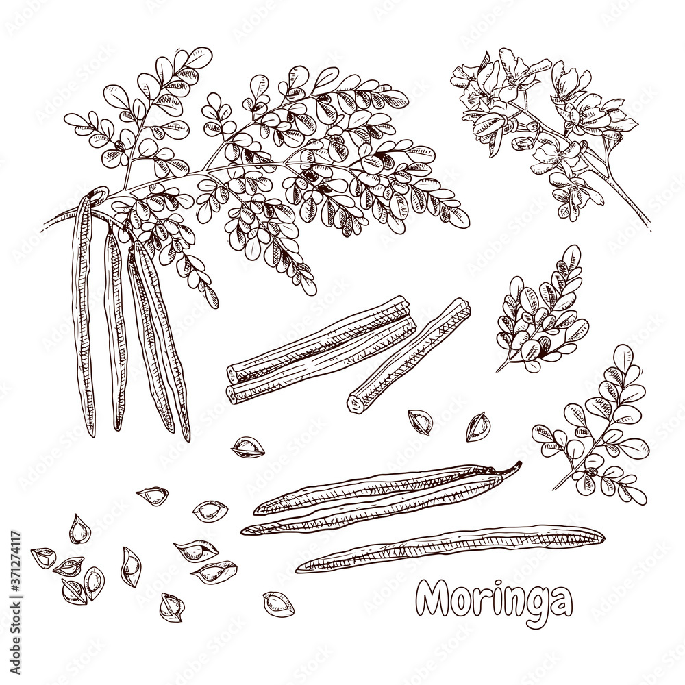 Hand drawn moringa branch, leaves, flowers and seeds. Vector ...