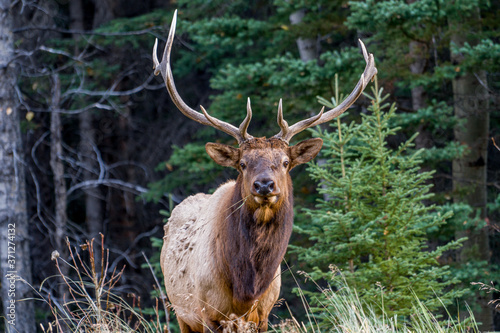 Elk on Woods © Sarah