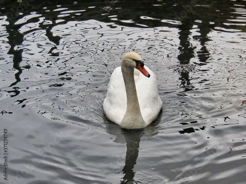 Swan and ducks in the water