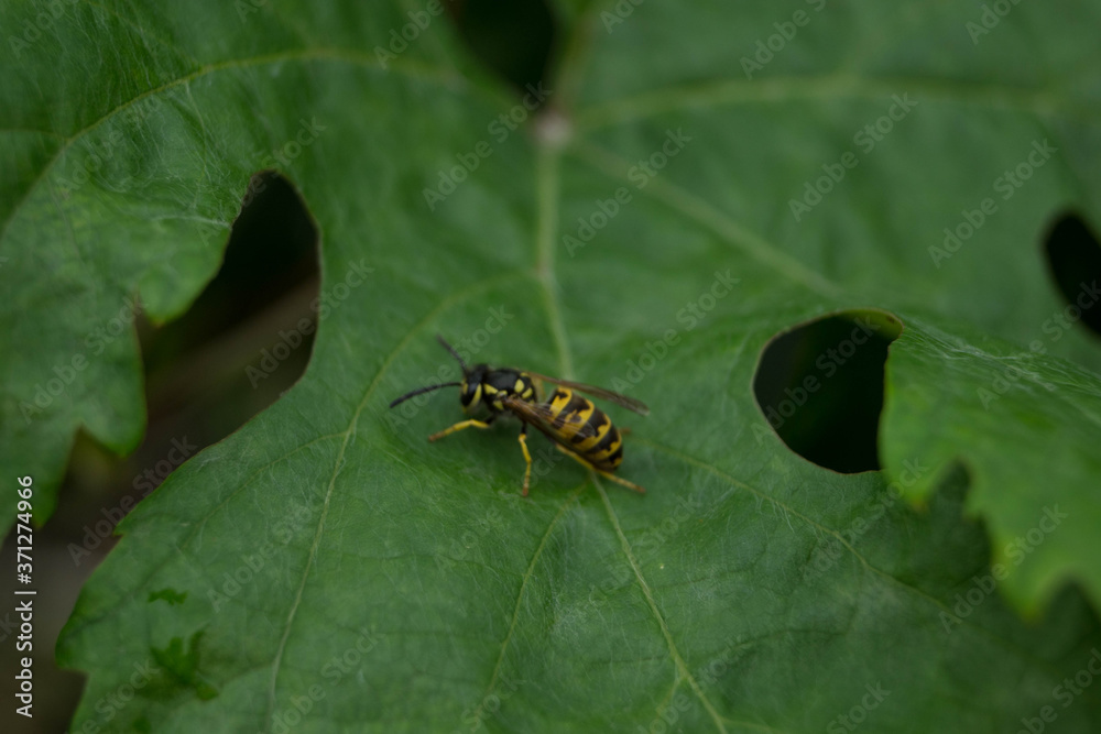 Fototapeta premium caterpillar on leaf