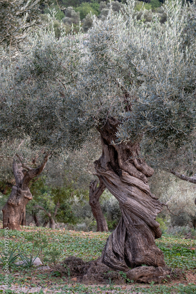 olives from .Son Marroig, municipal district of Deyá, Mallorca, Balearic Islands, Spain olives from .Son Marroig, municipal district of Deyá, Mallorca, Balearic Islands, Spain