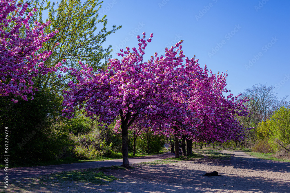 Naklejka premium Ciliegi, natura e colori in primavera. Strada sporca in mezzo al bosco e fiori di ciliegio in una piccola foresta vicino Berlino.