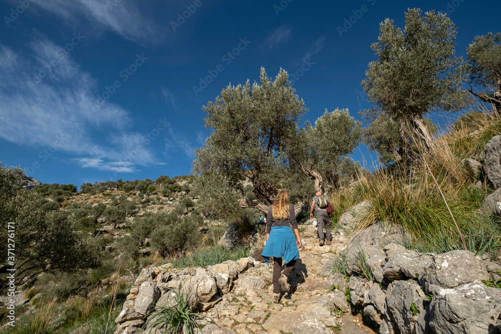 Naklejka premium traditional cobblestone road GR221, Es Tossals Verds section, Mallorca, Balearic Islands, Spain