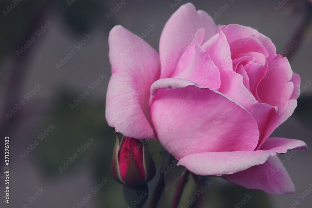 rosa Rose mit Knospe rosa Rose mit Knospe