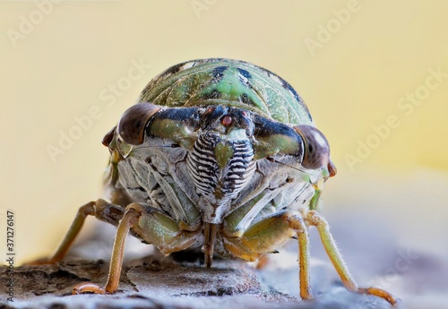 Western Dusk Singing Cicada (Megatibicen resh) front view extreme close up. Macro image with copy space. Found in North America, this specimen was in Houston, TX. photo