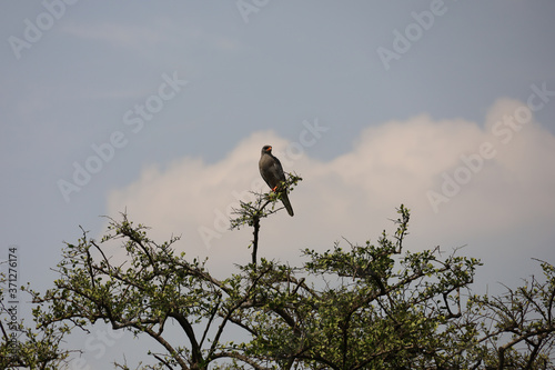 Goshawk in Tree in Kenya, Africa