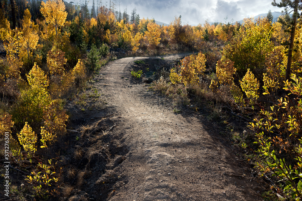 Naklejka premium Trail through the changing aspen trees, Winter Park Colorado