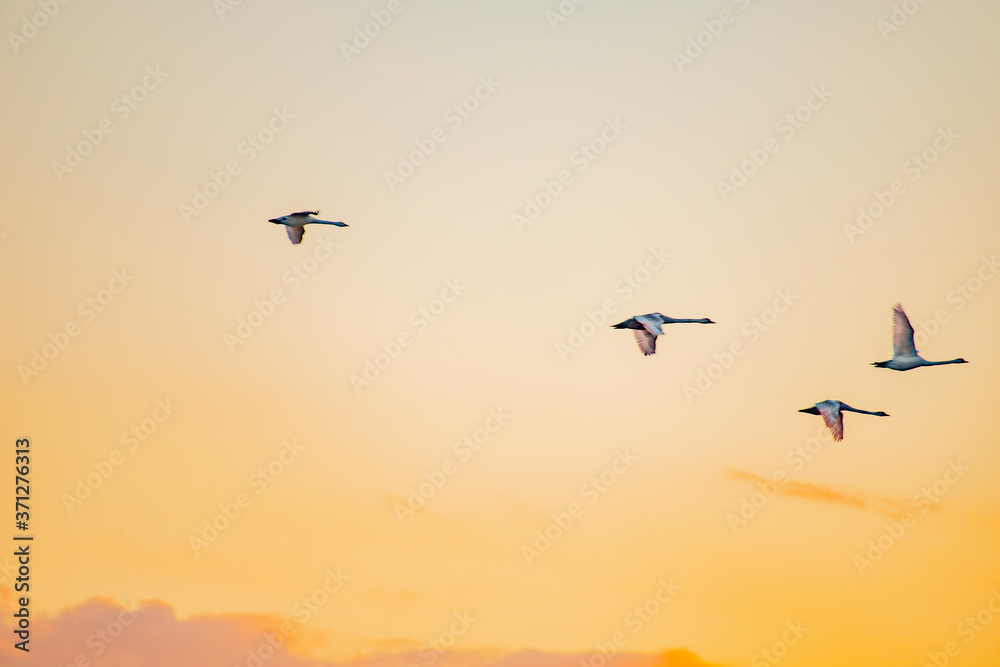 swans flying past on the background of the sunset sky
