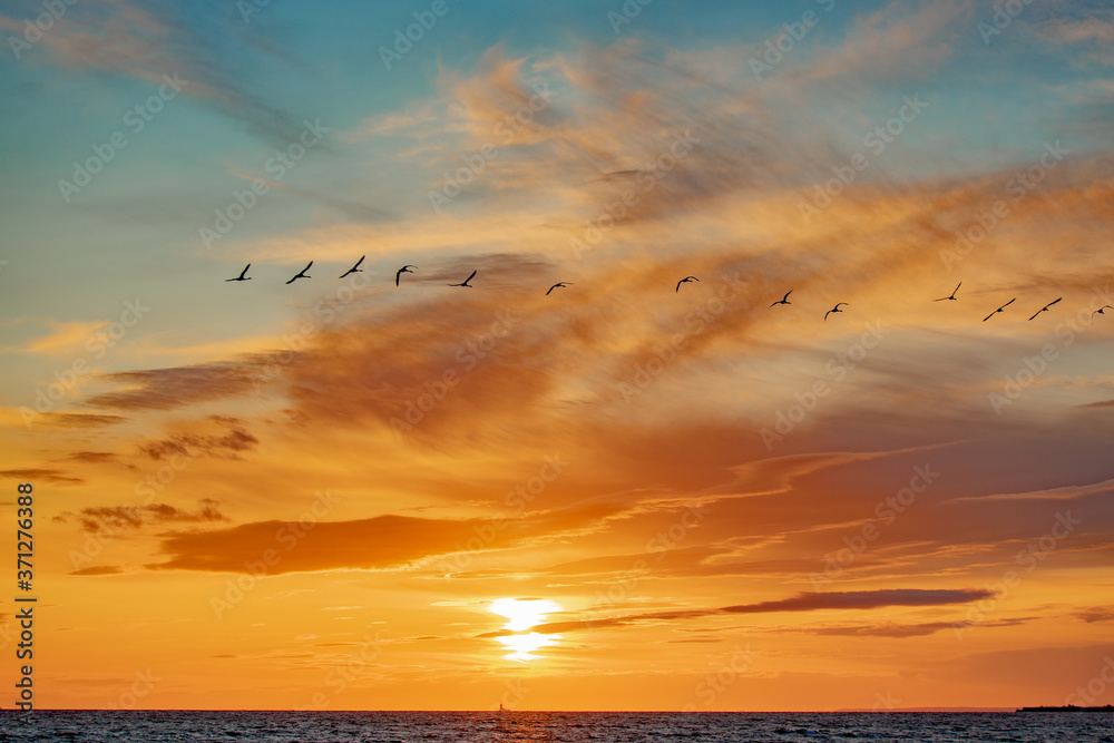 swans flying past on the background of the sunset sky