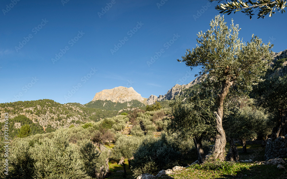 olive grove, Fornalutx, Serra de Tramuntana, Mallorca, Balearic Islands, Spain