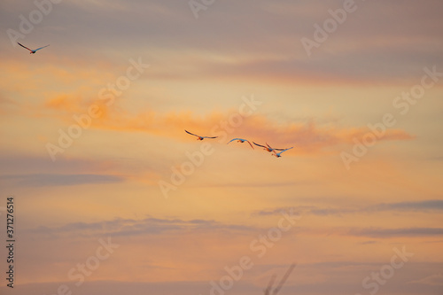 swans flying away in the distance against the sunset sky