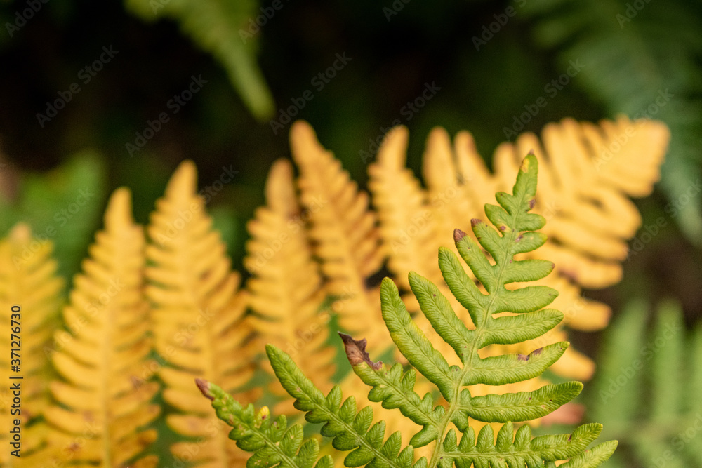 Green and orange fern fronds / leaves in Campbell River, Vancouver Island, British Columbia, Canada