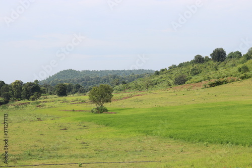 landscape with trees and mountains