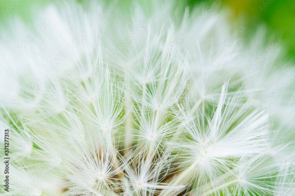Obraz premium Dandelion abstract background. Shallow depth of field.