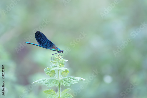 blue damselfly in the nature