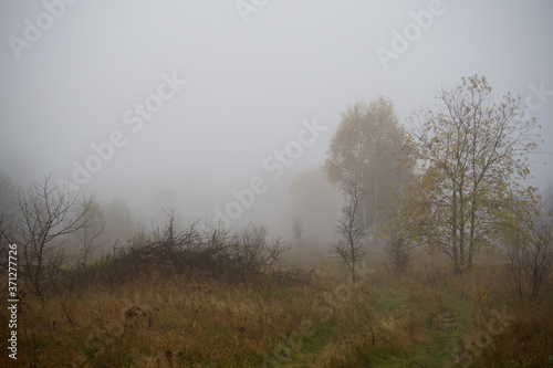 łąka, mgła, poranna mgła na łące 