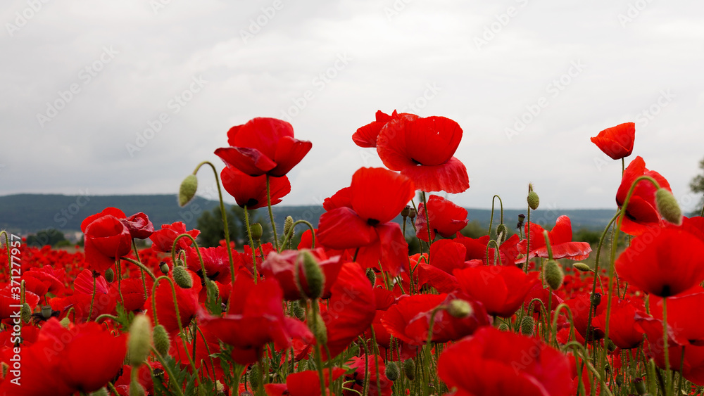 Obraz Flowers Red poppies blossom on wild field. Beautiful field red poppies with selective focus. Red poppies in soft light. field red opium poppy. Natural Drugs. Glade red poppies. Lonely red poppy. blur