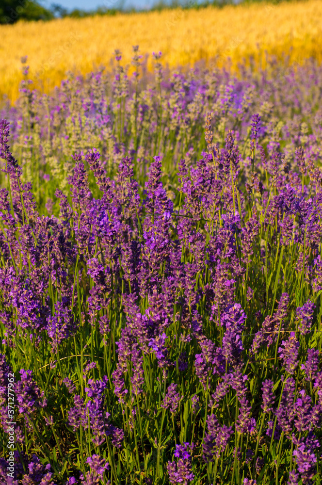 Lavender field, plantation, plant breeding.