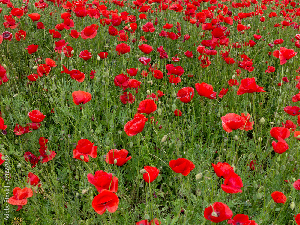 Flowers Red poppies blossom on wild field. Beautiful field red poppies with selective focus. Red poppies in soft light. field red opium poppy. Natural Drugs. Glade red poppies. Lonely red poppy. blur Flowers Red poppies blossom on wild field. Beautiful field red poppies with selective focus. Red poppies in soft light. field red opium poppy. Natural Drugs. Glade red poppies. Lonely red poppy. blur