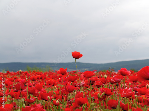 Canvas Print Flowers Red poppies blossom on wild field