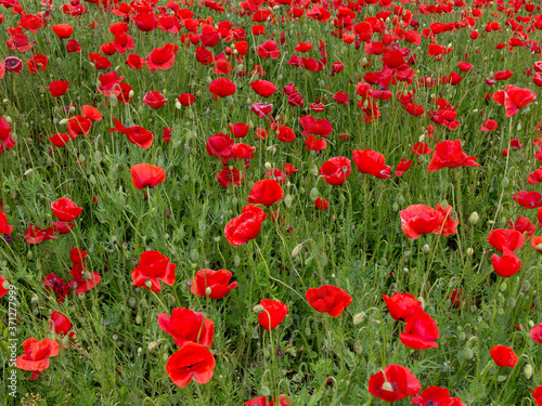 Flowers Red poppies blossom on wild field. Beautiful field red poppies with selective focus. Red poppies in soft light. field red opium poppy. Natural Drugs. Glade red poppies. Lonely red poppy. blur