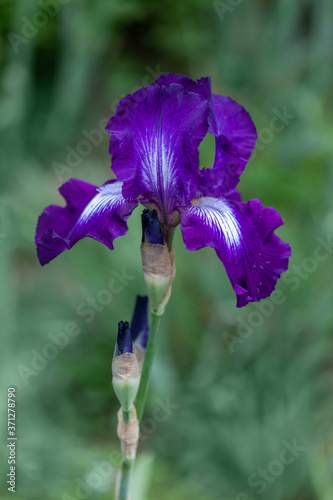 Beautiful purple iris flowers grow in the garden.