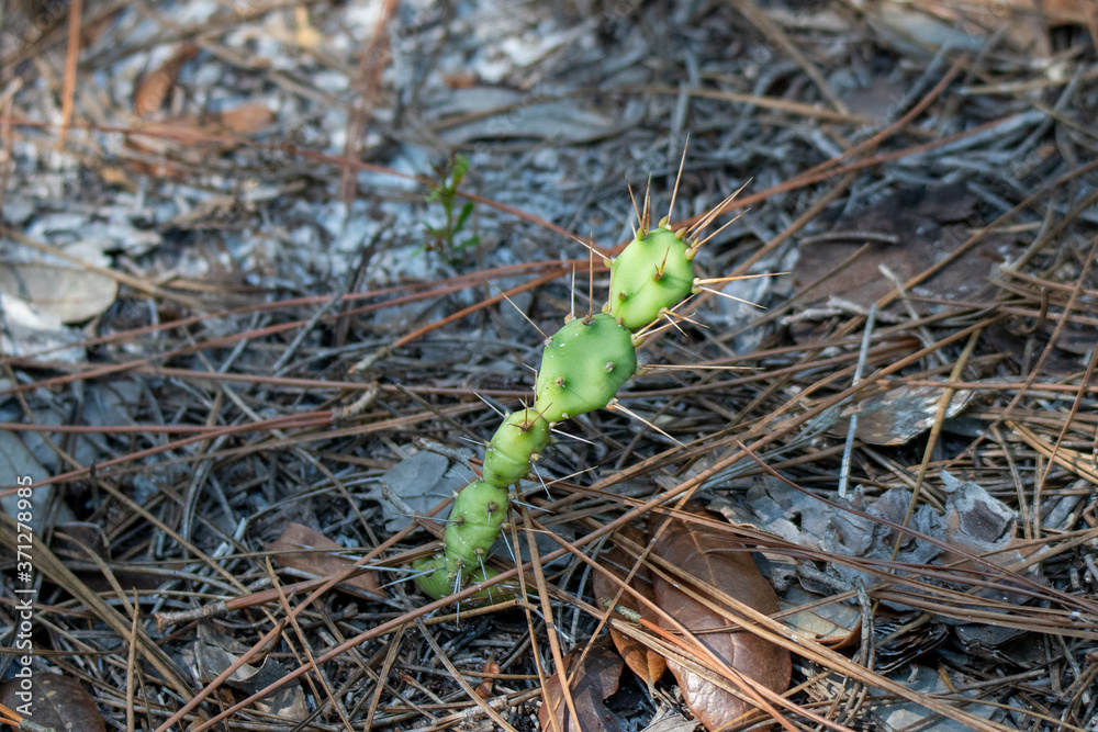 prickly pear prickly pear