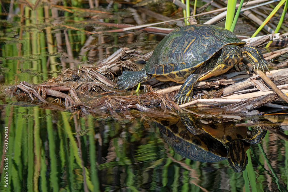 turtle reflection